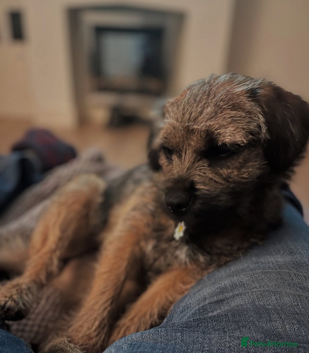 Border Terrier dogs for sale: Beautiful female border terrier  - Advert 5