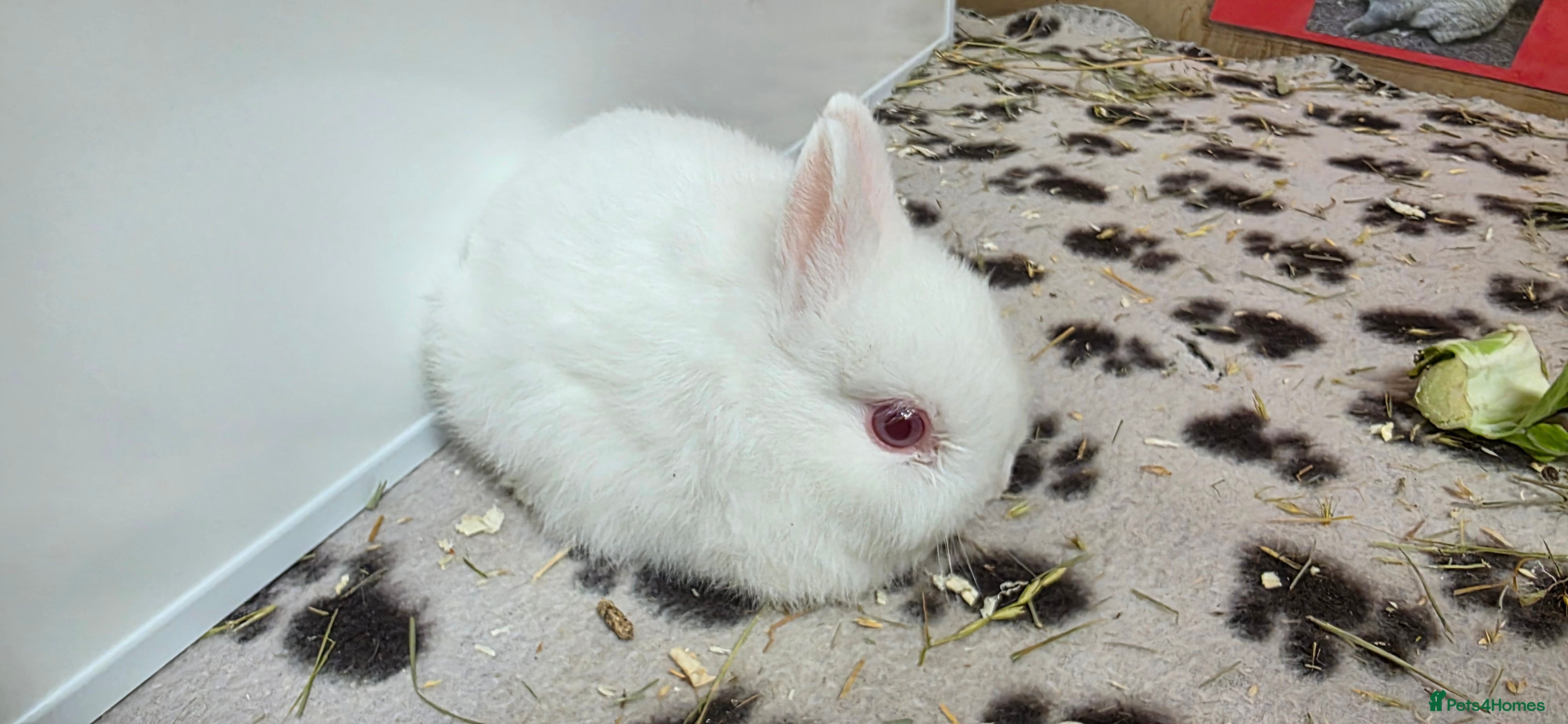 Netherland Dwarf rabbits Netherland dwarf bunnies available  - Advert 10