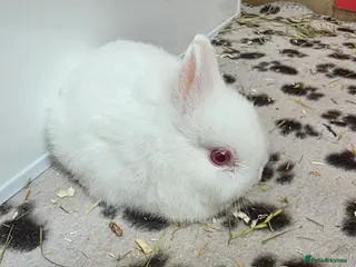 Netherland Dwarf rabbits Netherland dwarf bunnies available - Advert 10