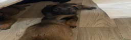 German Shepherd dogs for sale: 7 beautiful German Shepard puppies for sale  in Tilbury - Advert 5