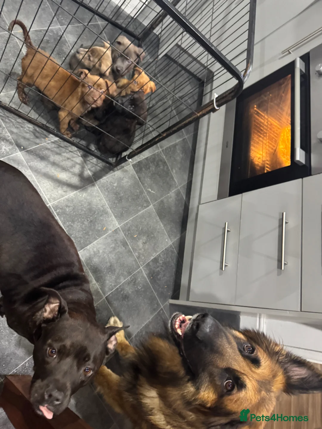 Mixed Breed dogs for sale: Ready to meet you new best friend  in Boston - Advert 1