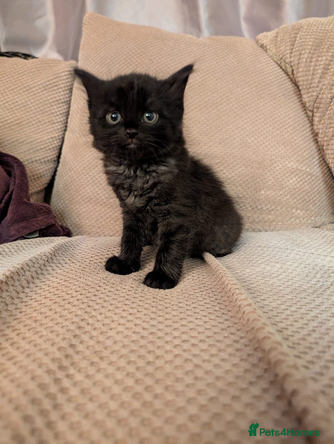 Mixed Breed cats for sale: 5 kittens for sale - Image 6