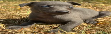 Whippet 1