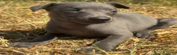 Whippet dogs for sale: KC REG BLUE WHIPPETS BVA AND HEART TESTED PARENTS - Advert 24