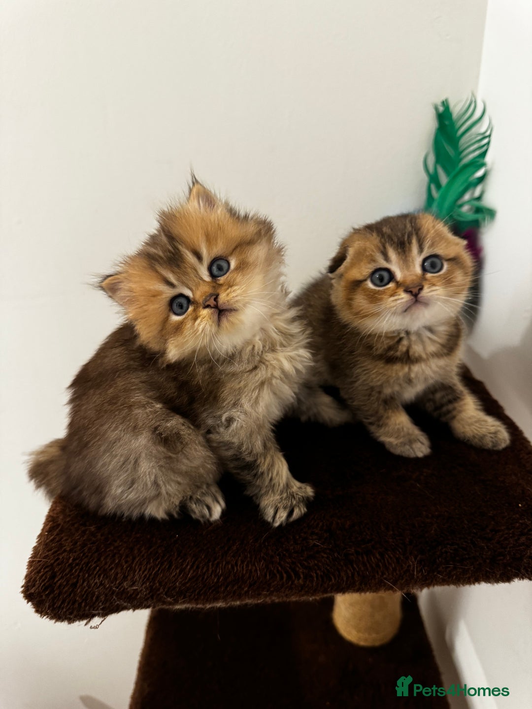 Scottish Fold cats for sale: Purebred Chinchilla Scottish Fold Kittens  🐾 - Advert 3