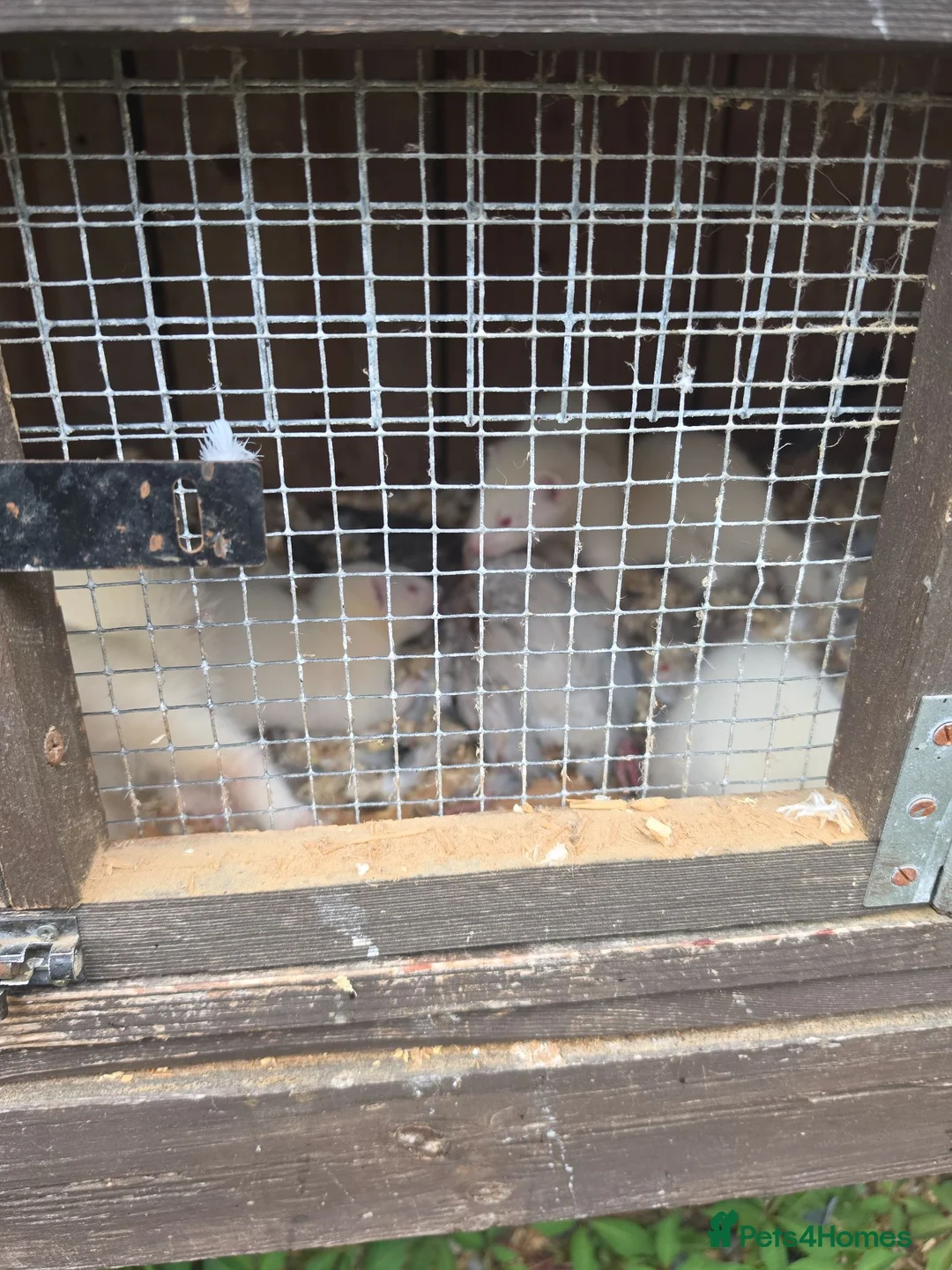 Ferret rodents for sale: Ferrets  in Lincoln - Advert 5