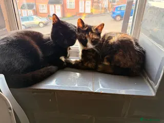 Mixed Breed cats Two female kittens for sale- black and calico - Advert 11