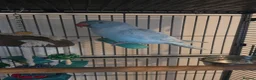 Parrots birds for sale: Blue ringneck - Advert 2