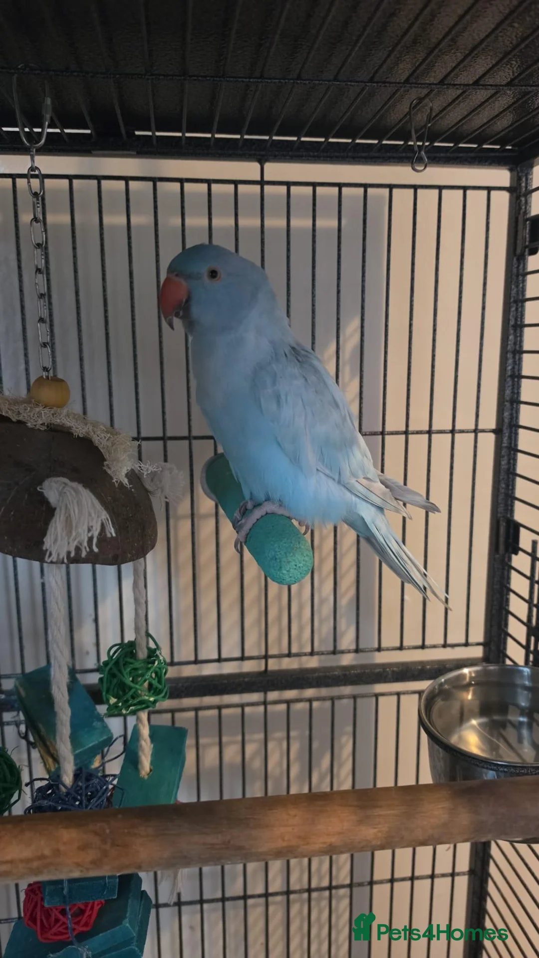 Parrots birds for sale: Blue ringneck - Advert 2