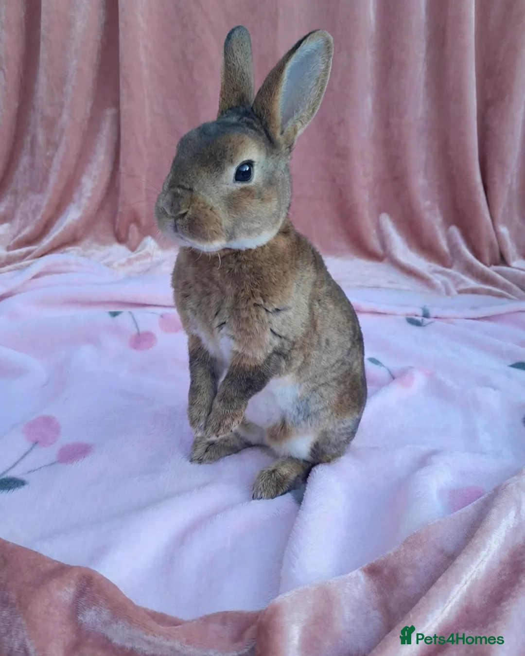 Rex rabbits for sale: Rex rabbits ready to reserve - Advert 1