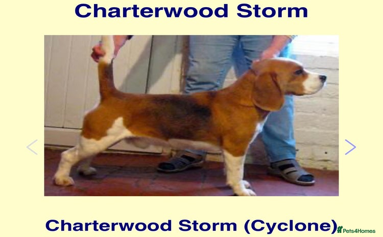 Beagle dogs - Advert 1
