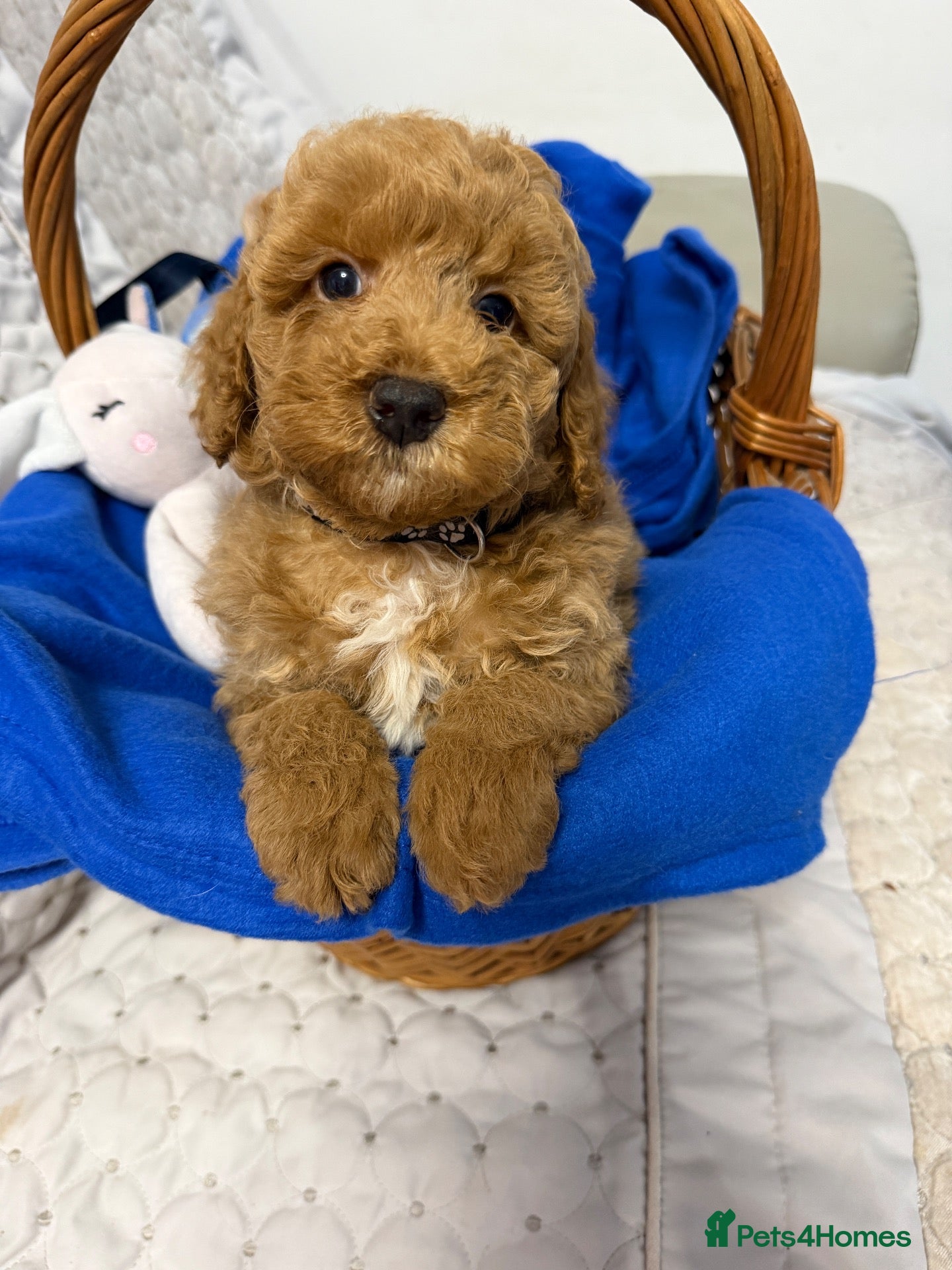 Cavapoo dogs Cavapoo F1b Puppies with Health Tested Parents - Advert 10