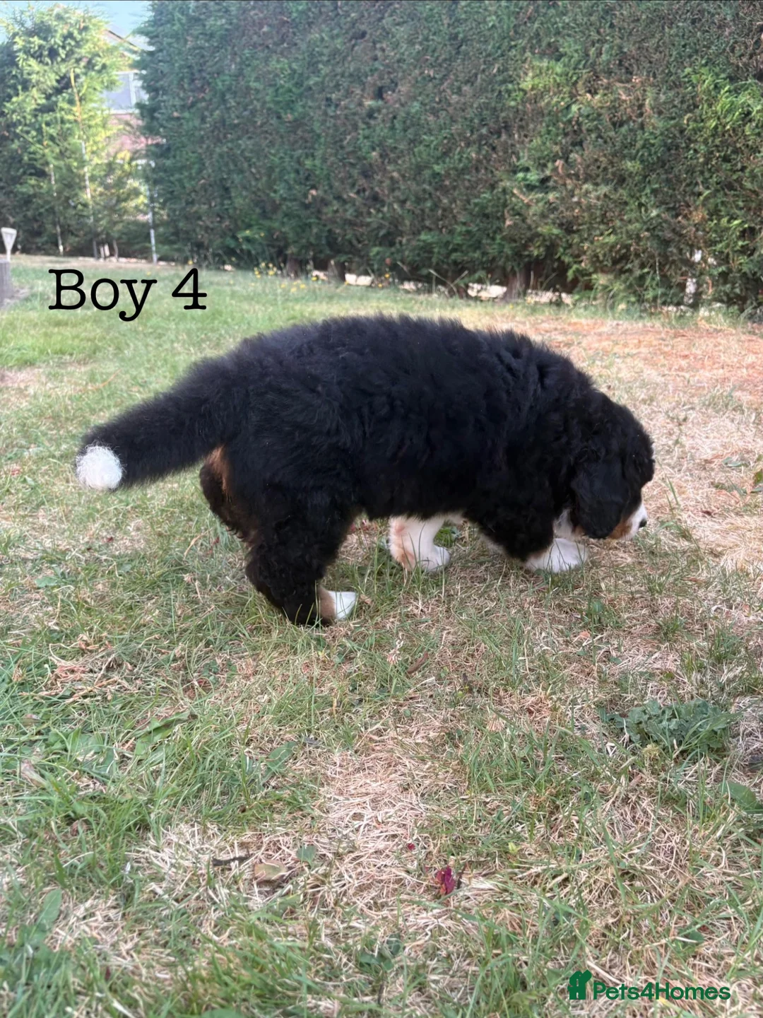 Bernese Mountain Dog dogs for sale: BEAUTIFUL BERNESE MOUNTAIN DOG PUPPIES-4 BOYS !!! - Advert 39