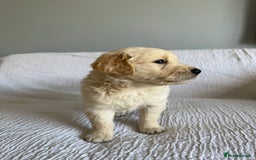 Golden Retriever dogs for sale: Mini golden retrievers very rare Dakota sport  - Image 2