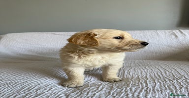 Golden Retriever dogs - Advert 8