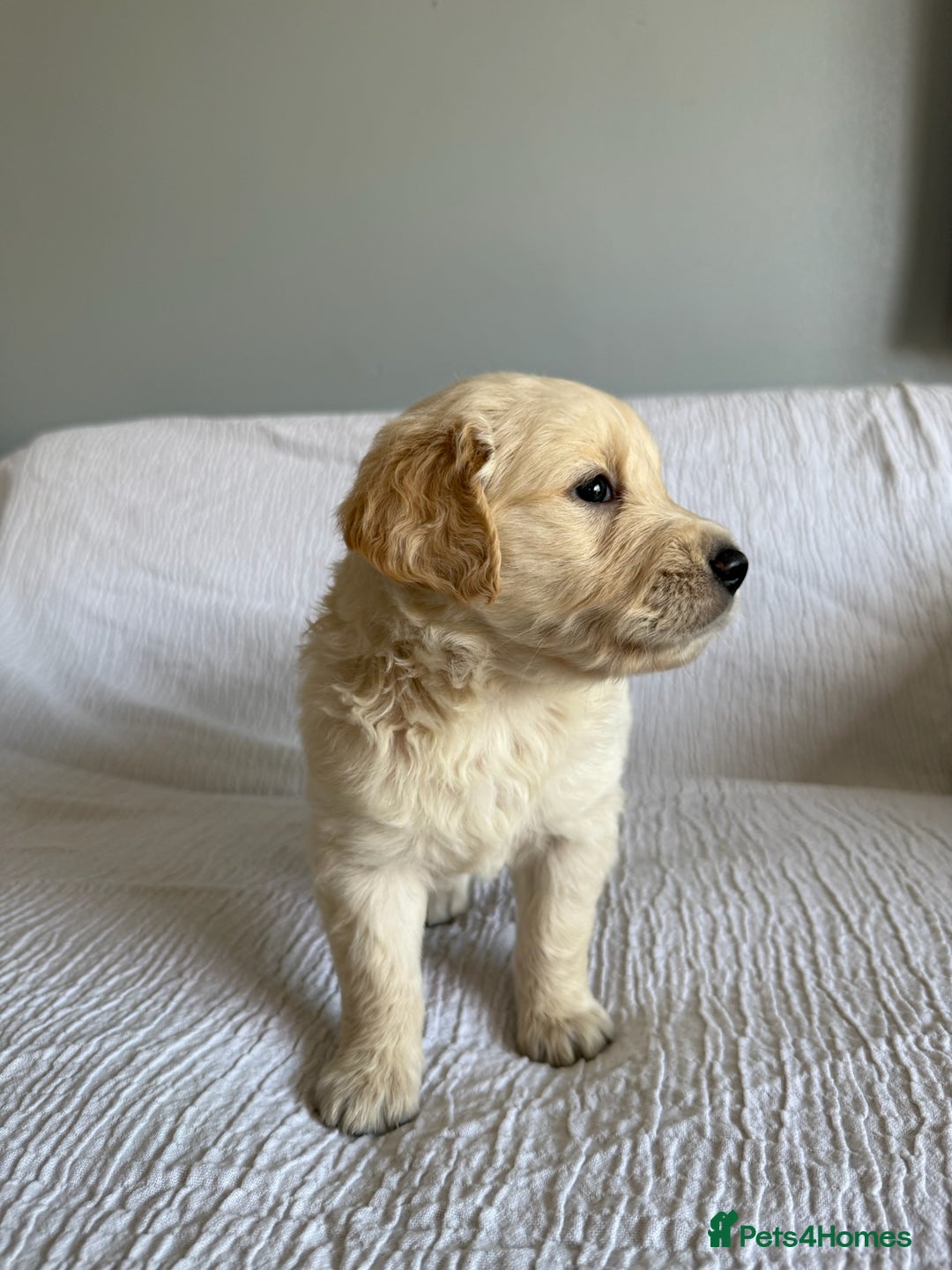 Golden Retriever dogs for sale: Mini golden retrievers very rare Dakota sport  - Image 2