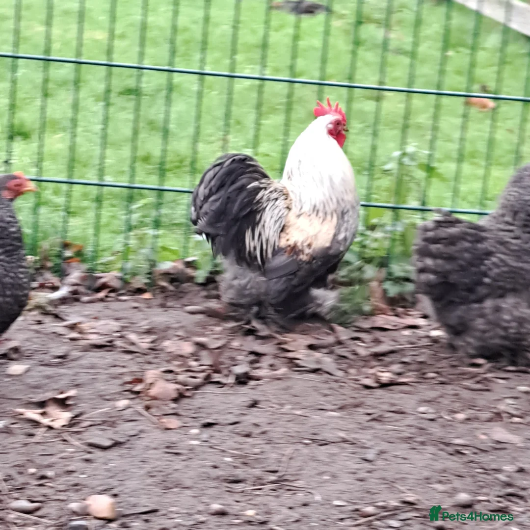 Chickens poultry for sale: Cockerel for sale - Advert 2