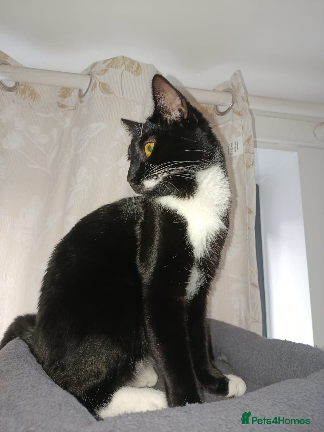 Mixed Breed cats for sale: Lovely Bonded pair (M+F) - must stay together - Advert 3