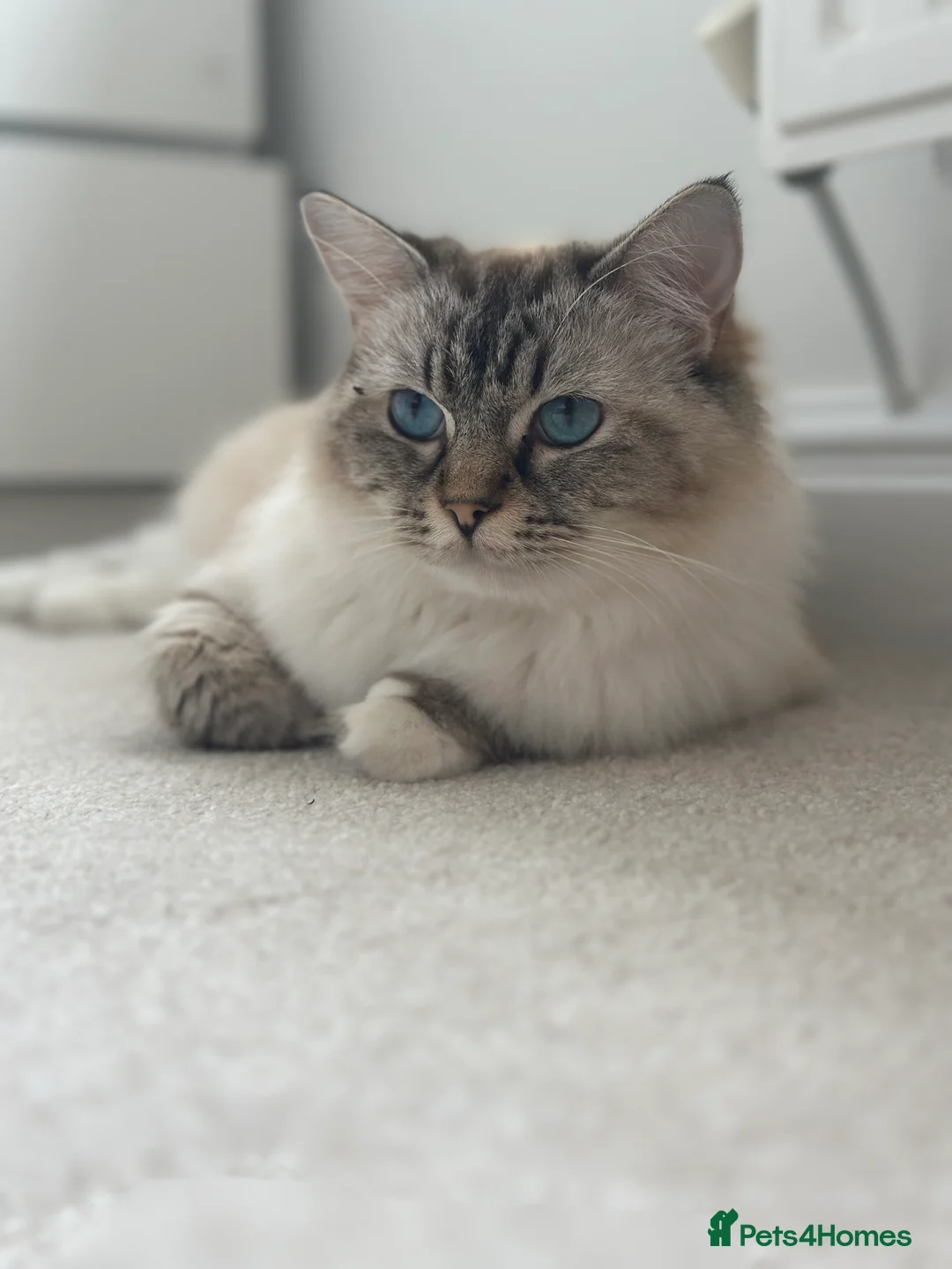 Ragdoll cats for sale: Active GCCF-registered Tabby Ragdoll  - Advert 5