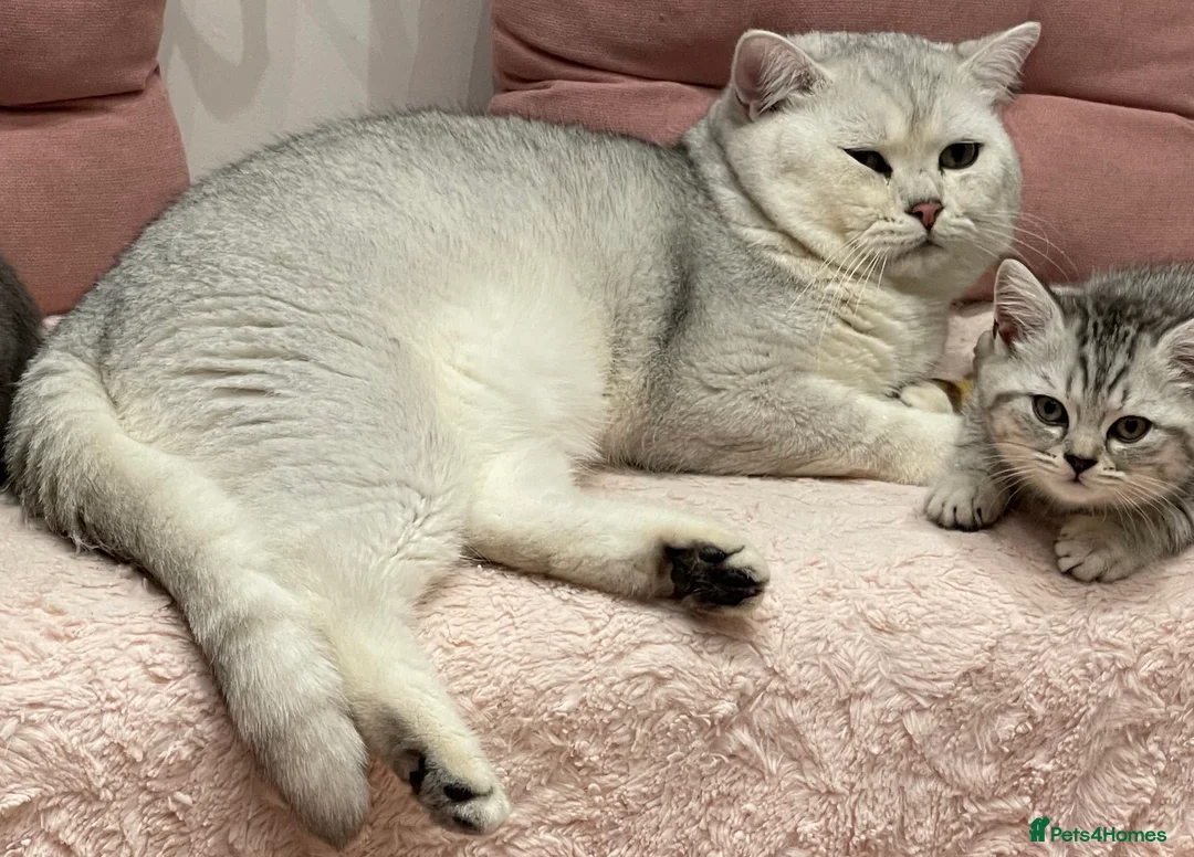British Shorthair cats for stud: Handsome GCCF Non-Active BSH Stud in London - Advert 4