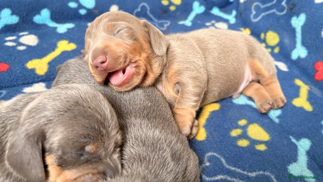 Miniature Dachshund dogs for sale: Miniature Dachshund - Image 5