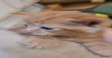 Domestic Shorthair cats - Advert 6
