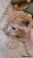 Domestic Shorthair cats - Advert 8