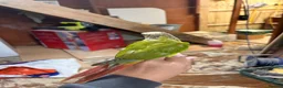 Conures birds for sale: Hand tame pineapple Conure - Advert 8