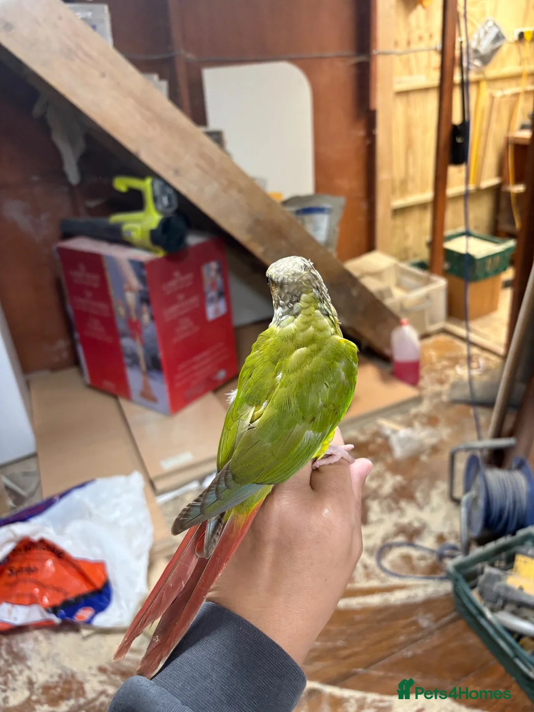 Conures birds for sale: Hand tame pineapple Conure - Advert 8
