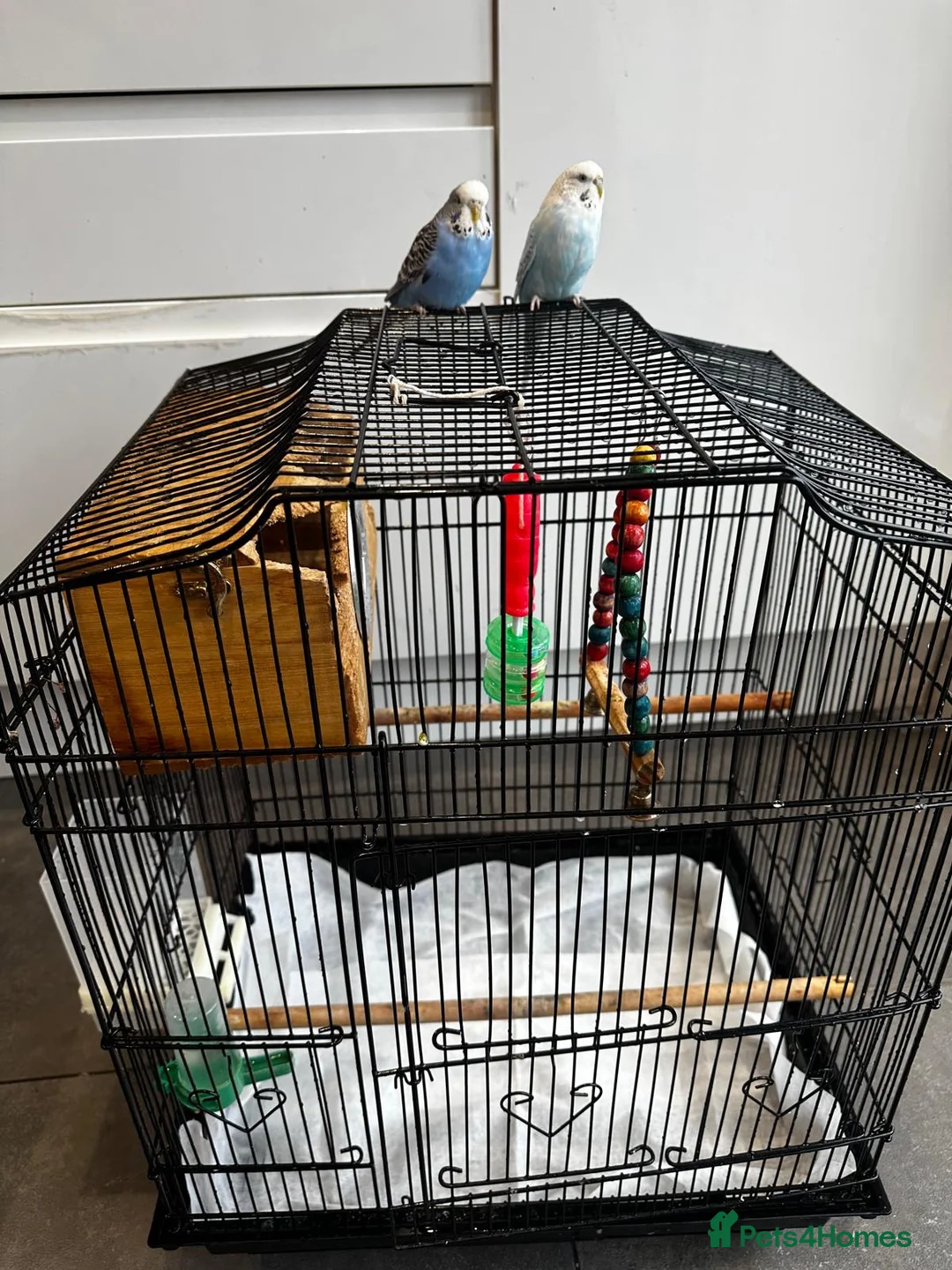 Budgerigars birds for sale: budgie - Advert 1