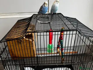 Budgerigars birds budgie - Advert 2