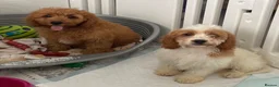 Cavapoo dogs for sale: ADORABLE CAVAPOO PUPPIES  - Advert 13