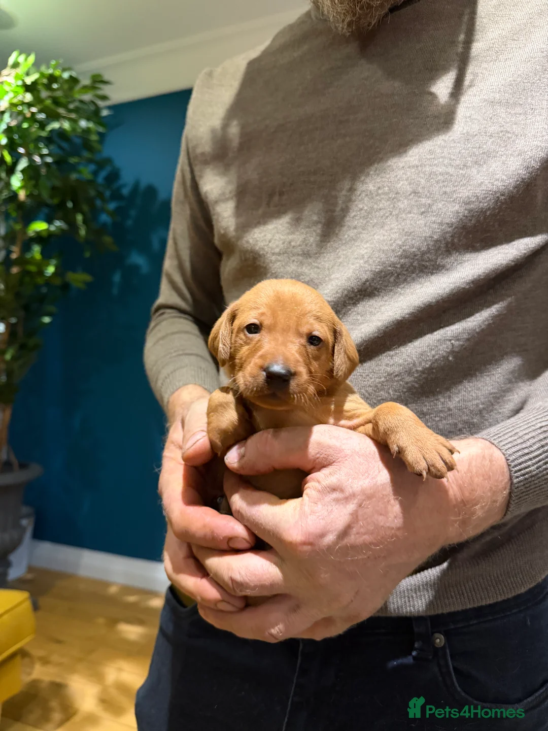 Mixed Breed dogs for sale: Vizslador Puppies (Hungarian Vizsla x Fox Red Lab) - Advert 11