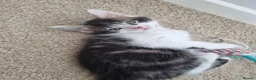 Mixed Breed cats for sale: Beautiful Kittens Looking for Their Forever Homes in Bedlington - Advert 6