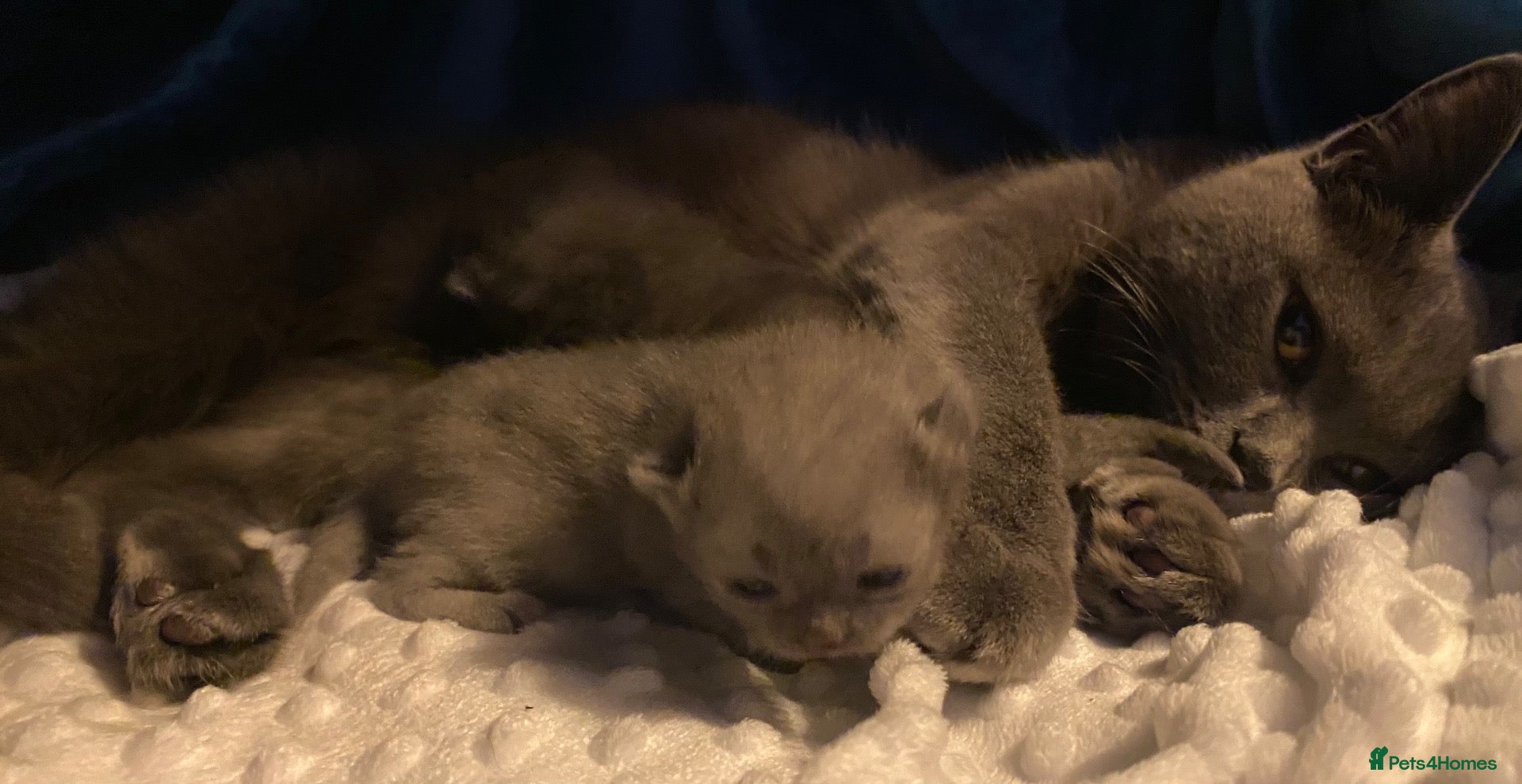 British Shorthair cats for sale: Gorgeous Pedigree Blue British Shorthair  - Advert 16