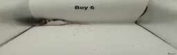 Rat rodents for sale: April Rats! (7 Boys & 5 Girls Left) - Advert 7