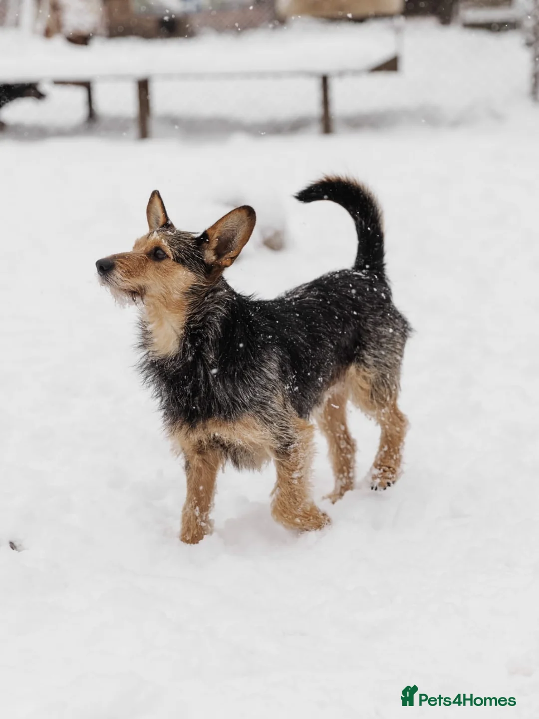 Mixed Breed dogs for adoption: 💙🐶 CHAPPY – a gentle heart who trusts 🐶💙 - Advert 9