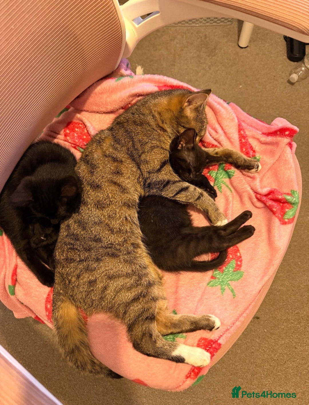 Mixed Breed cats for sale: girl kitten ready to go  - Advert 17