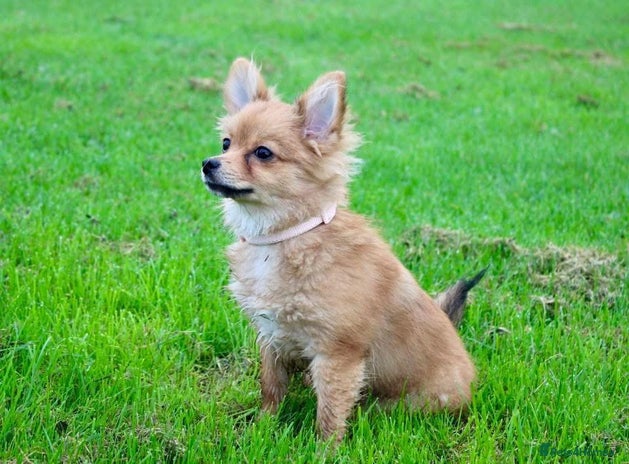 Pomeranian dogs - Advert 3