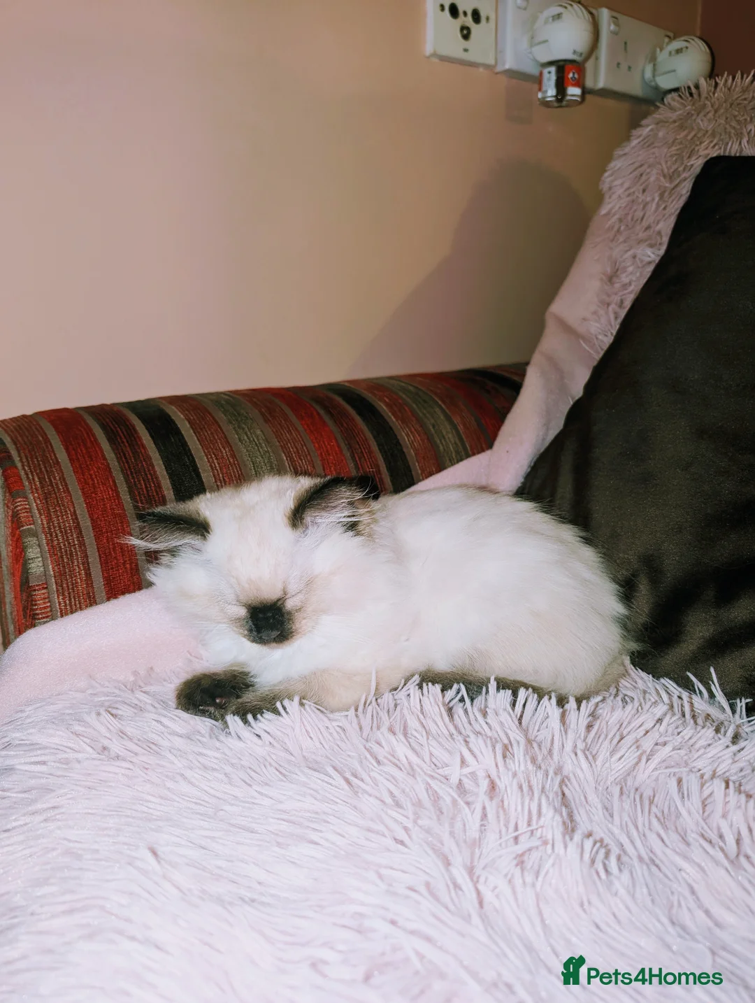 Ragdoll cats for sale: Little seal point ragdoll girl  - Advert 2