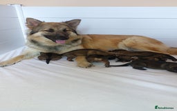 German Shepherd dogs for sale: 7  beautiful german shephered pups  - Image 12