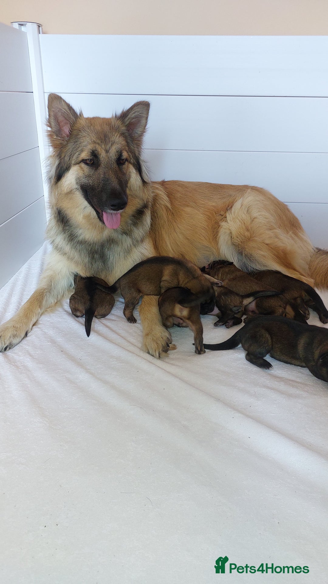 German Shepherd dogs for sale: 7  beautiful german shephered pups  - Image 12