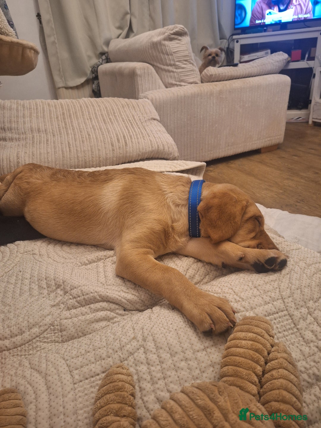 Labrador Retriever dogs for sale: 3 month old labrador  - Advert 5