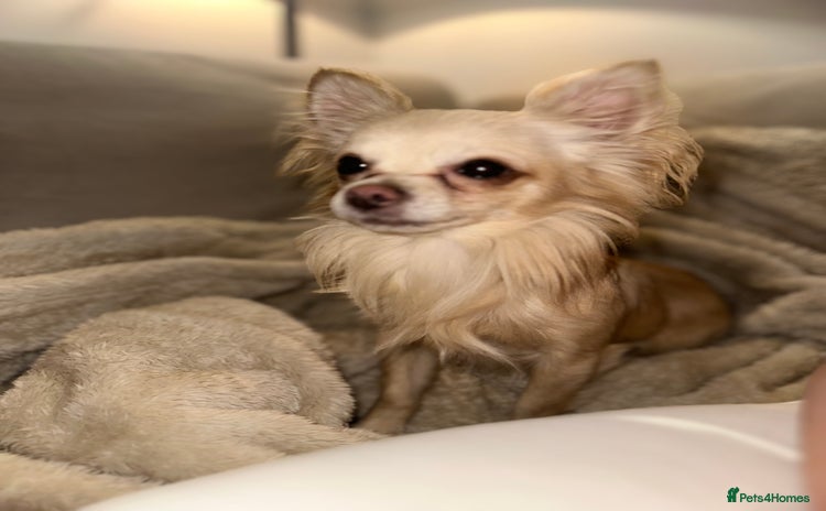 Chihuahua dogs - Advert 1