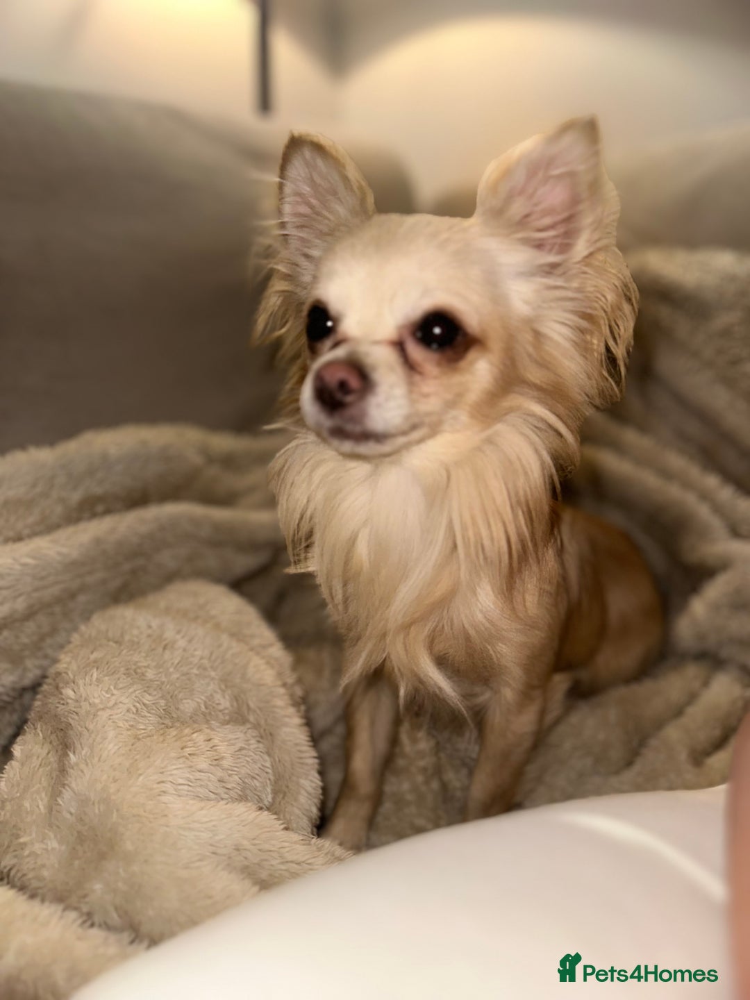 Chihuahua dogs for sale: Male long haired chihuahua  - Image 1