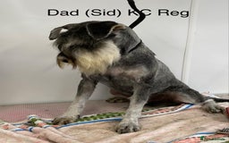 Miniature Schnauzer dogs for sale: Miniature Schnauzer Puppies KC/BVA/MAC Tested - Image 25