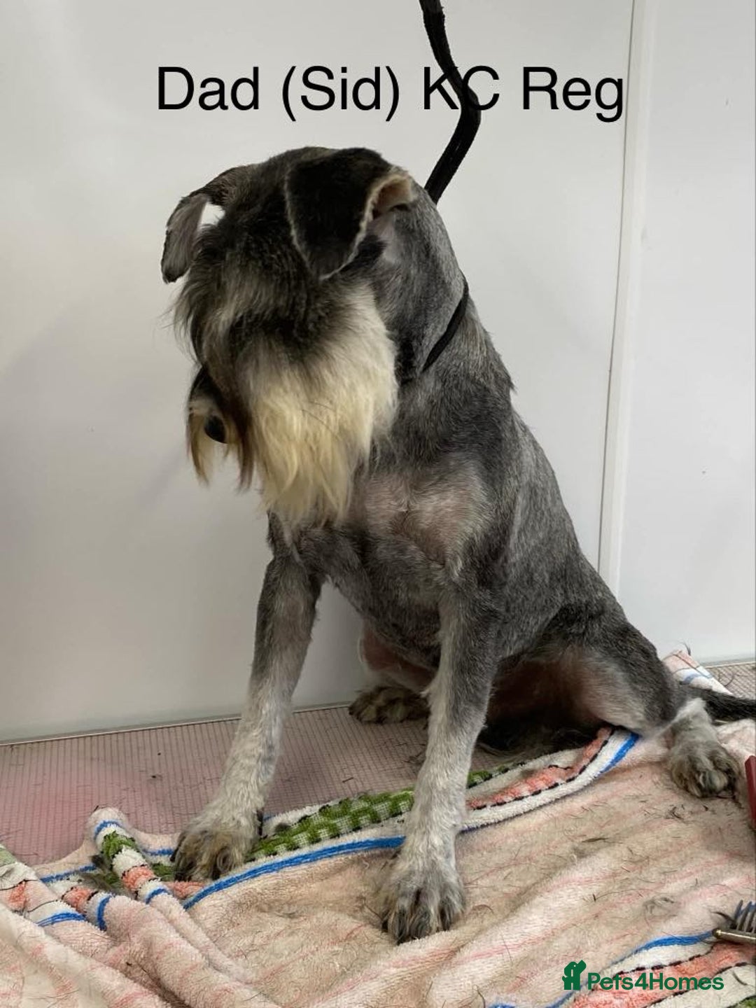 Miniature Schnauzer dogs for sale: Miniature Schnauzer Puppies KC/BVA/MAC Tested - Image 25