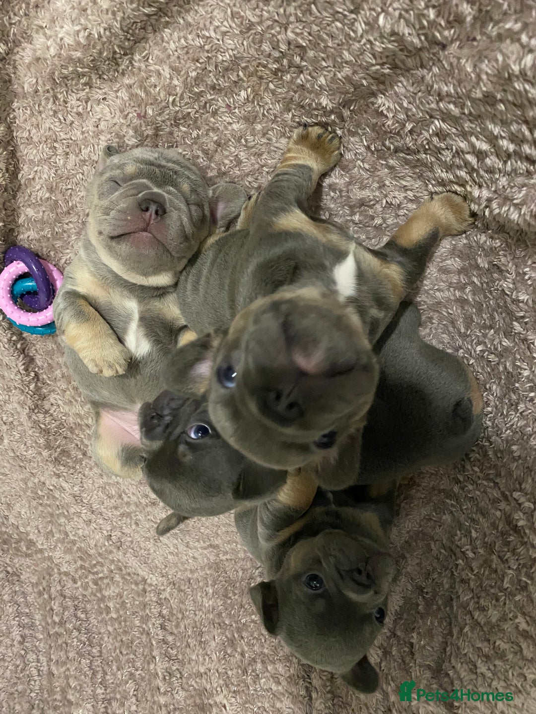 French Bulldog dogs for sale: KC Registered French Bulldog Puppies - Advert 8