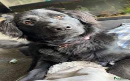 Mixed Breed dogs for sale: Labradoodle for rehome  - Image 2