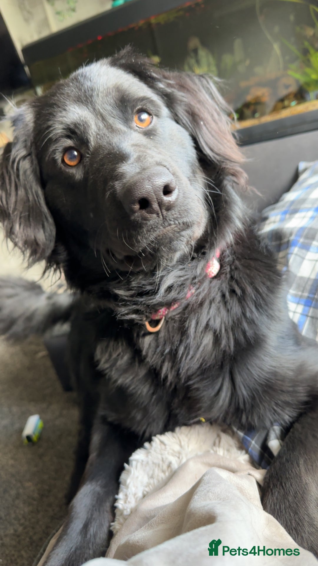 Mixed Breed dogs for sale: Labradoodle for rehome  - Image 2